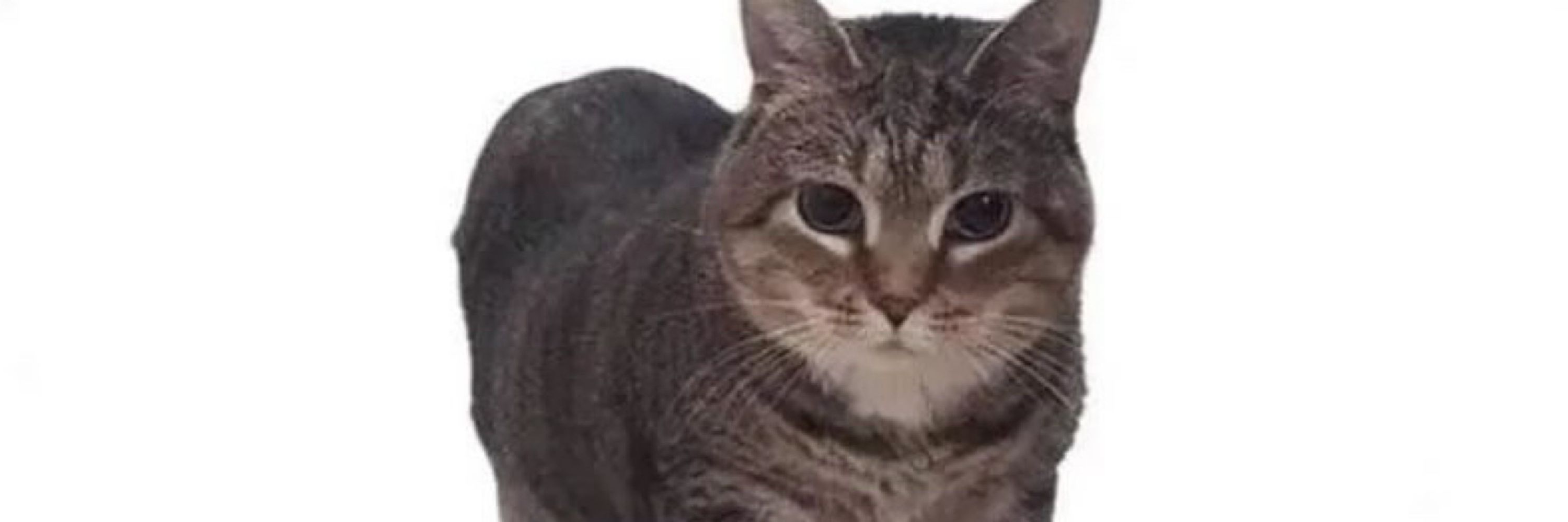 Lewdi