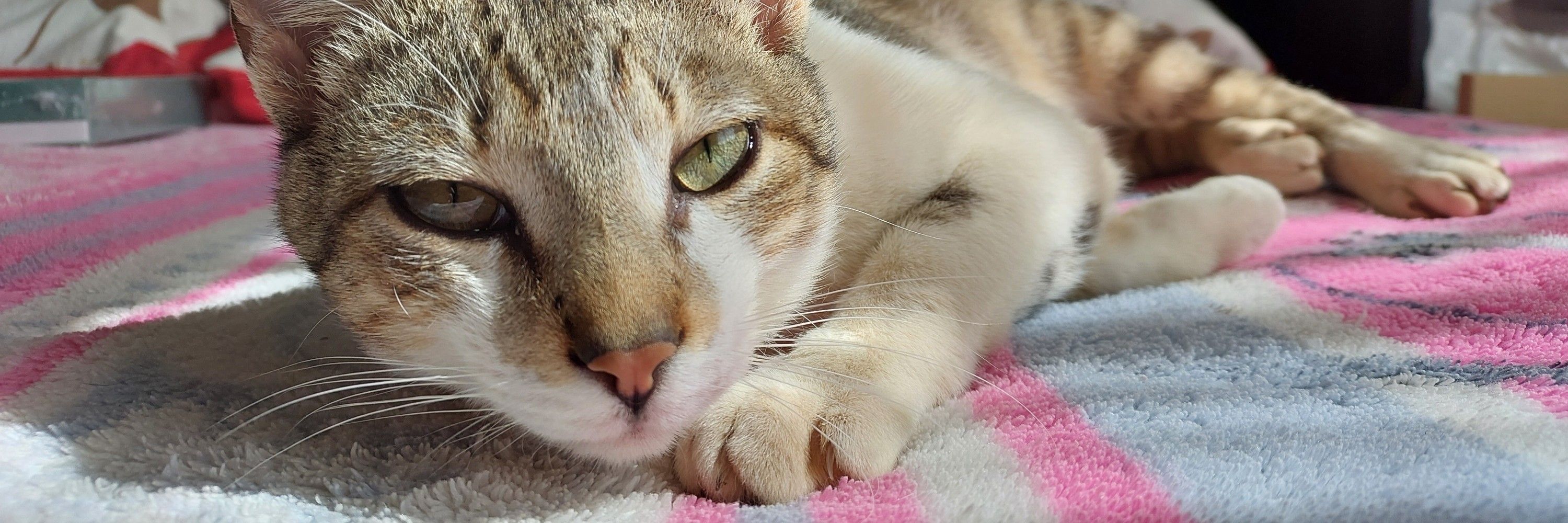 marcos