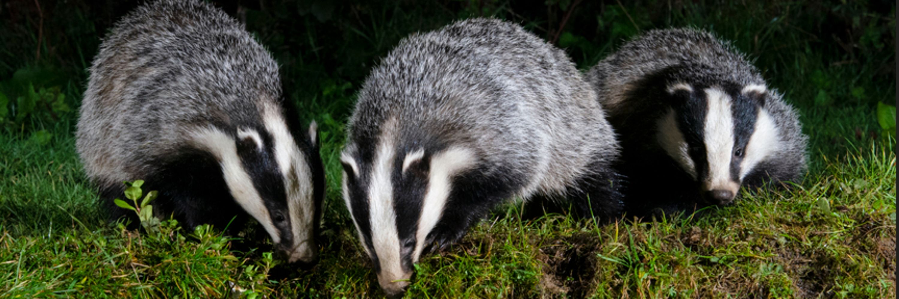 The Badger Crowd