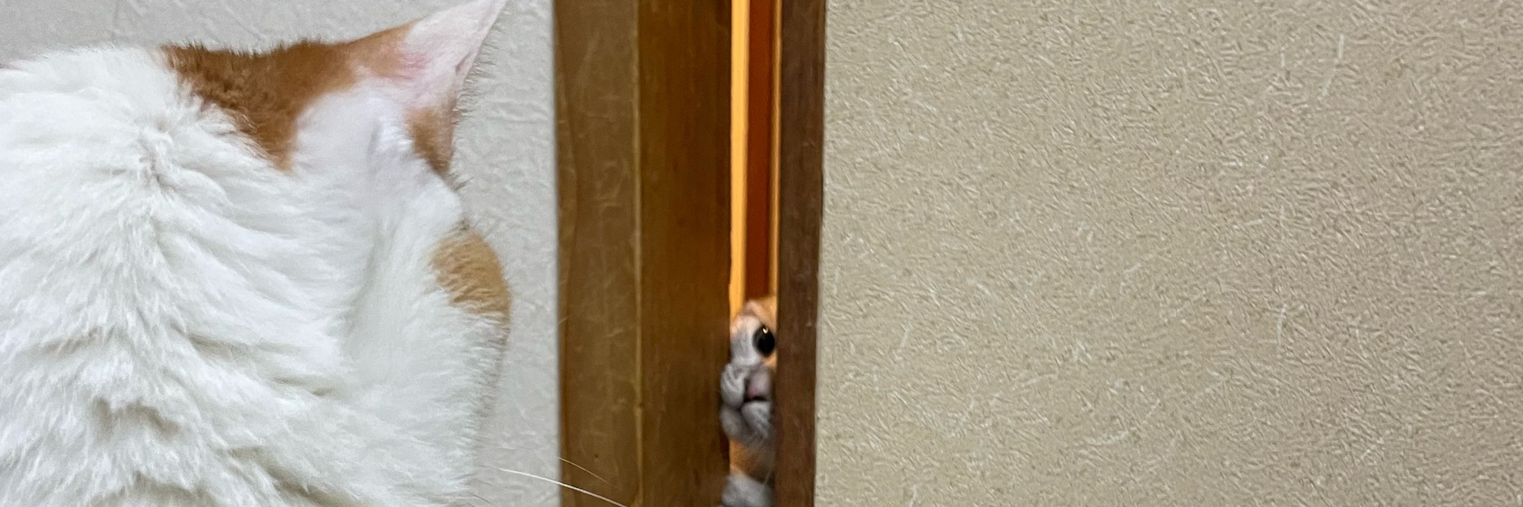 クロさん