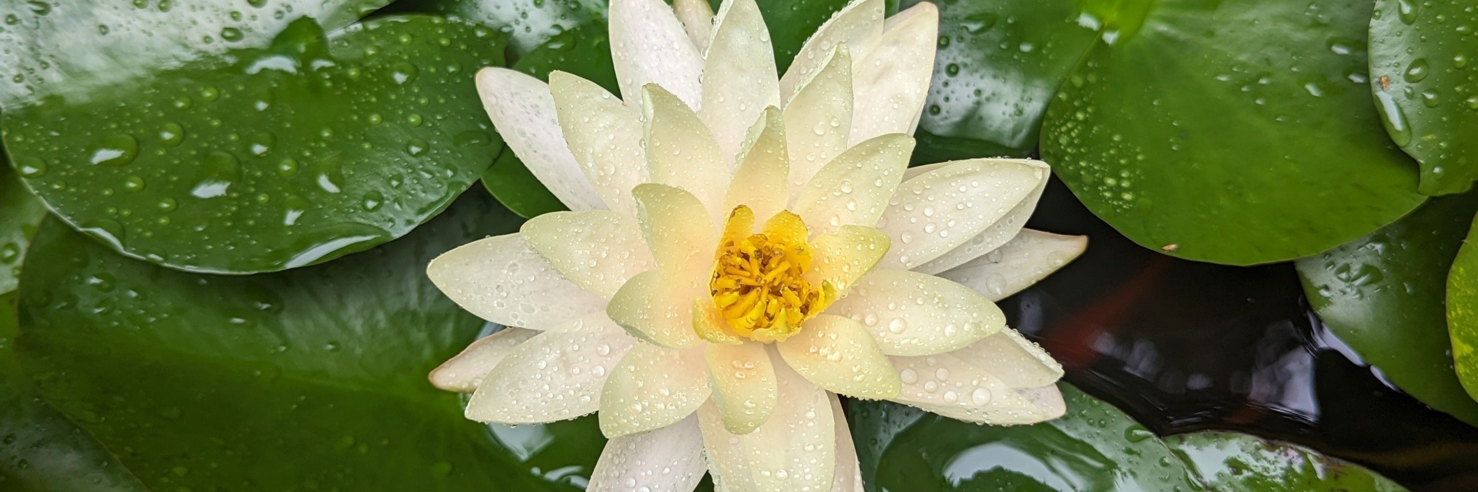 Addy's Gardens