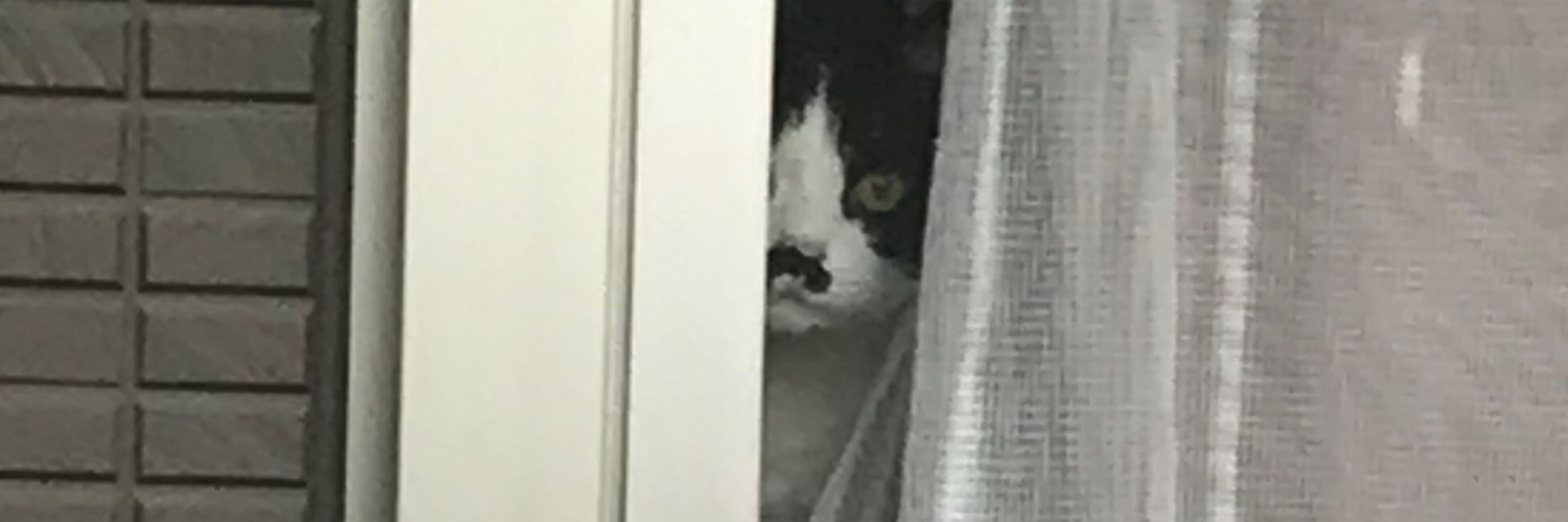 依古島さん