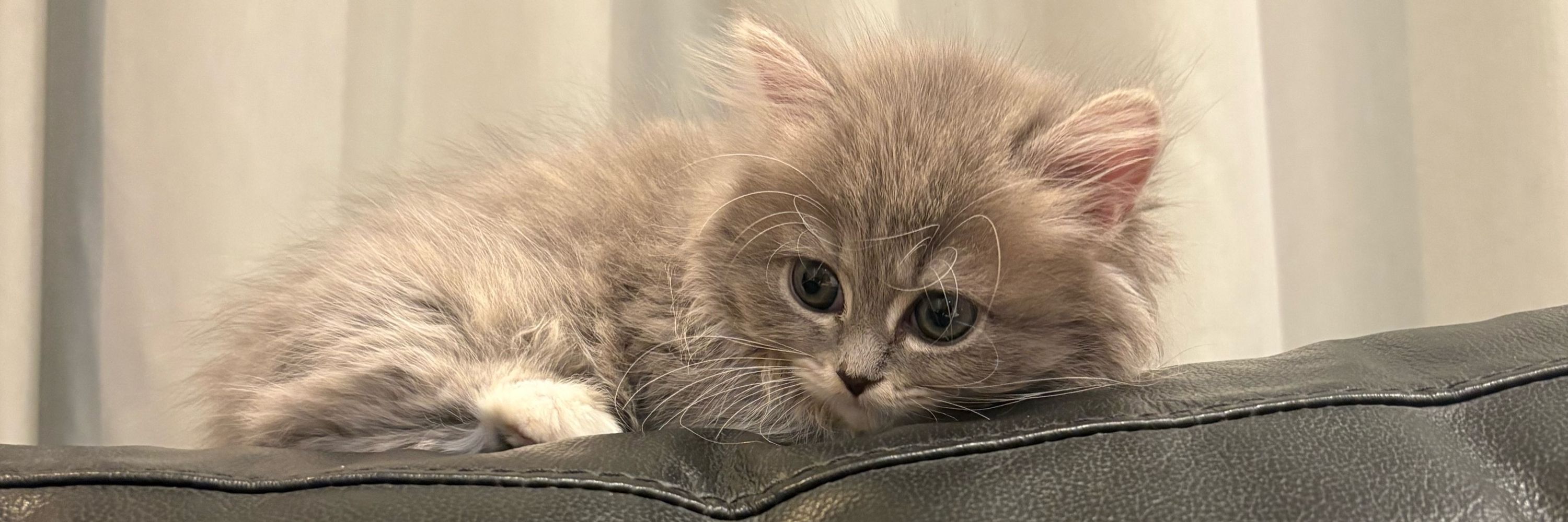 MinuetCat Honey🍯🐾