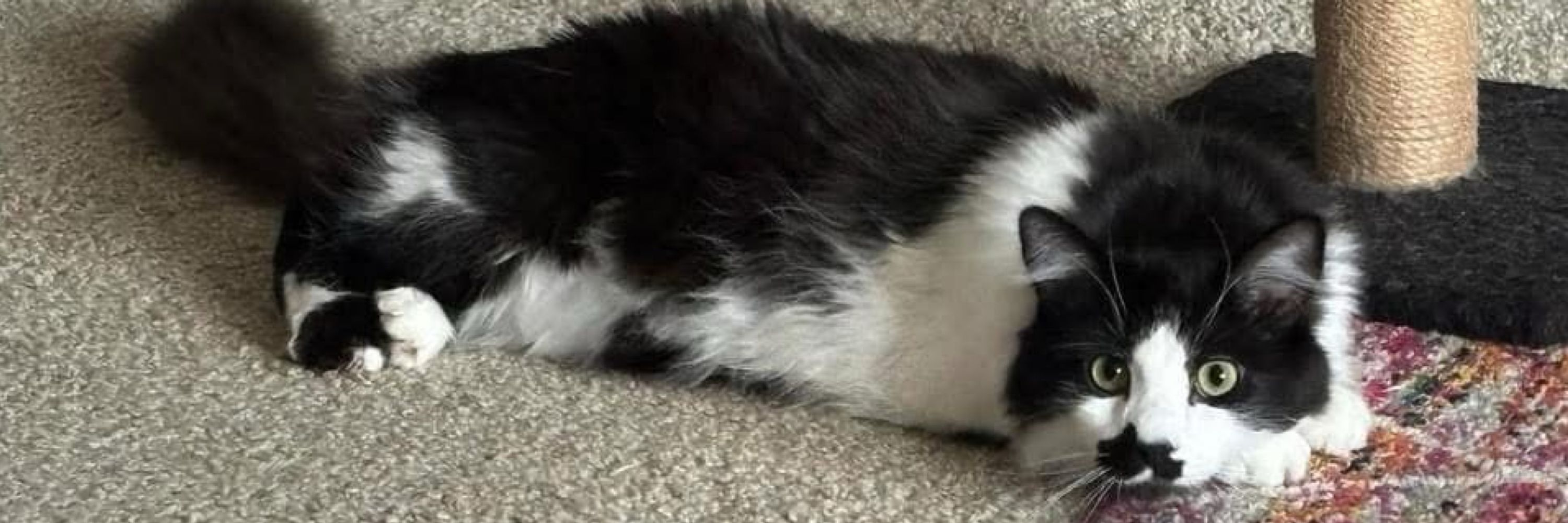 Gomez the Tuxedo Cat