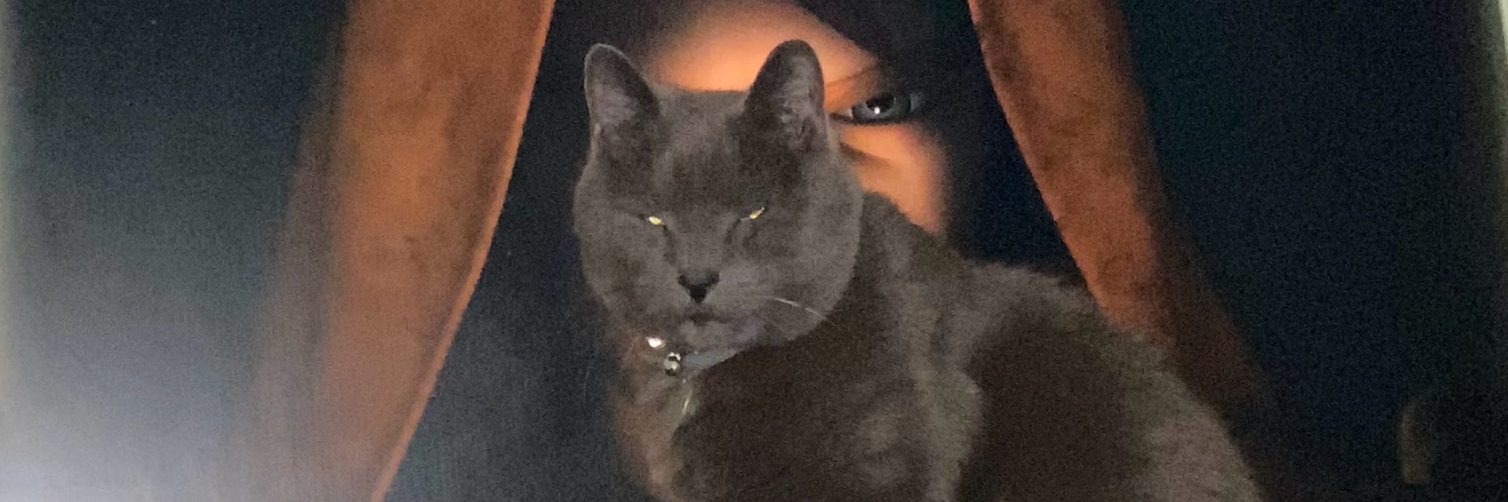 BriBri the Jedi