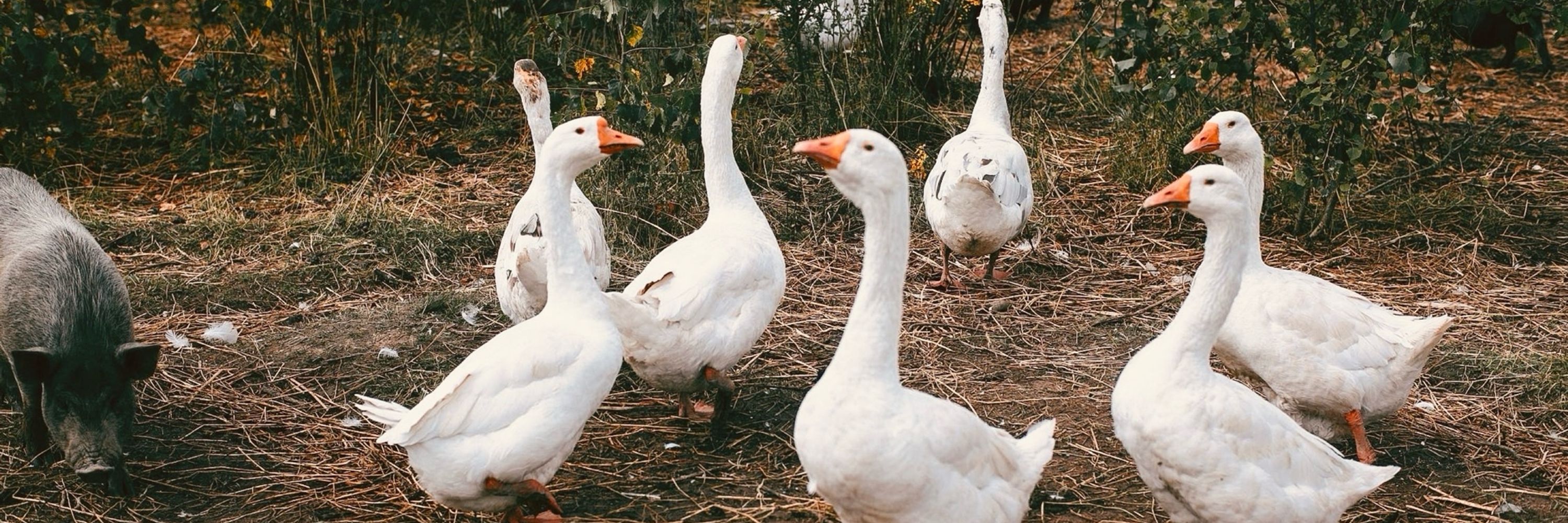 Goose