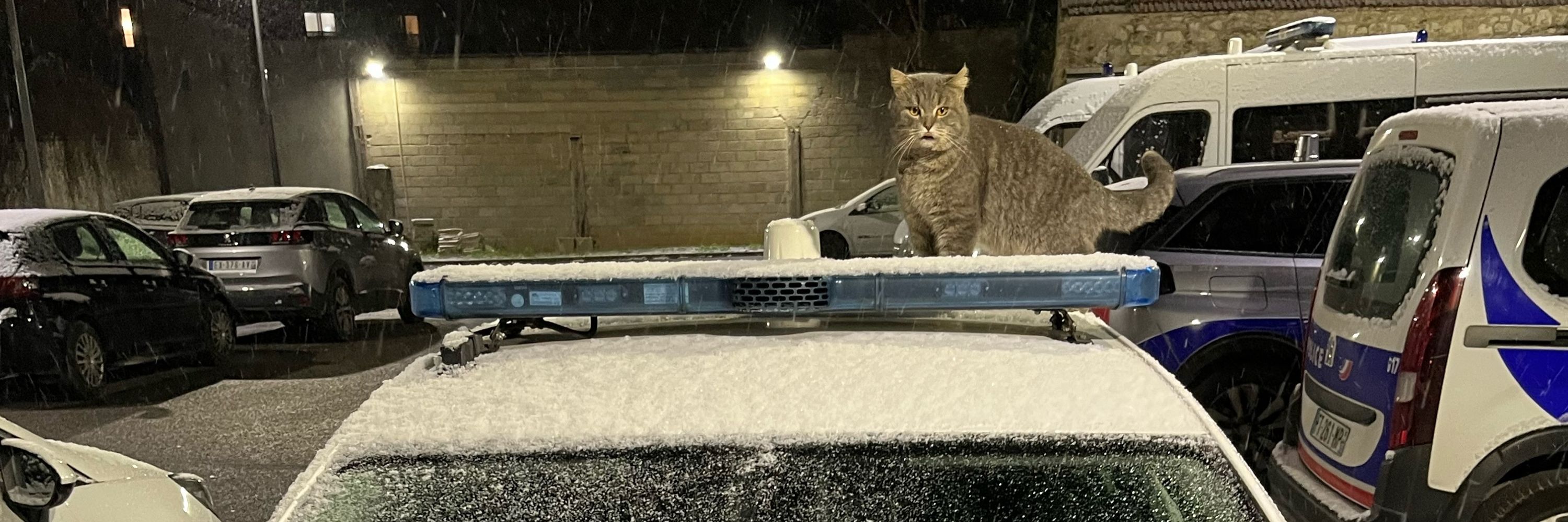 Marin, un chat policier