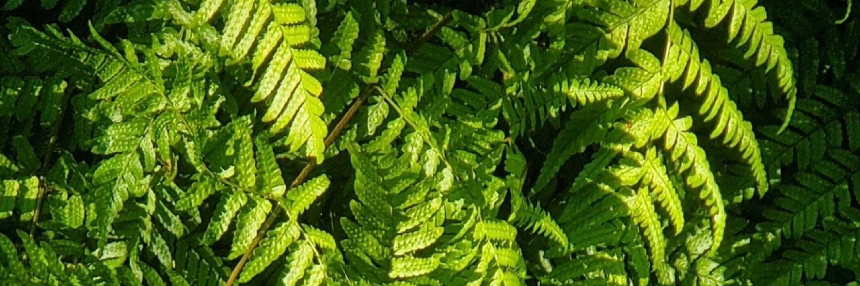 Lir
