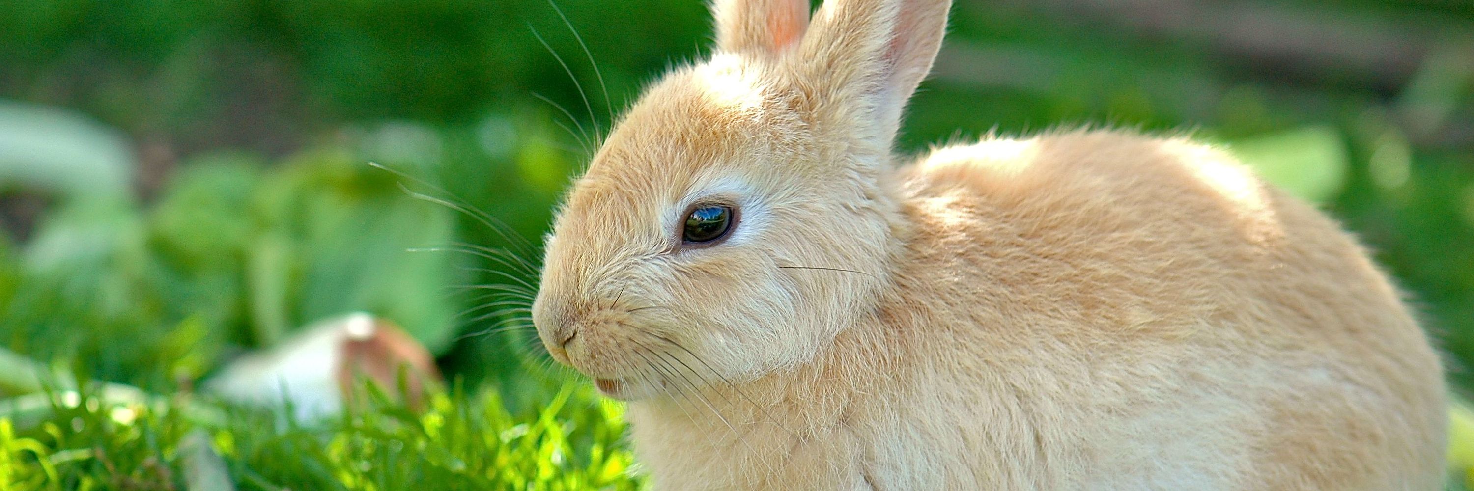 Rabbit Lovers Worldwide 