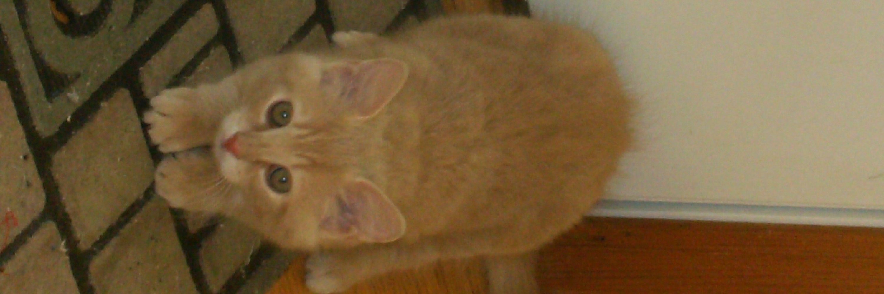 Friends of Garfield 