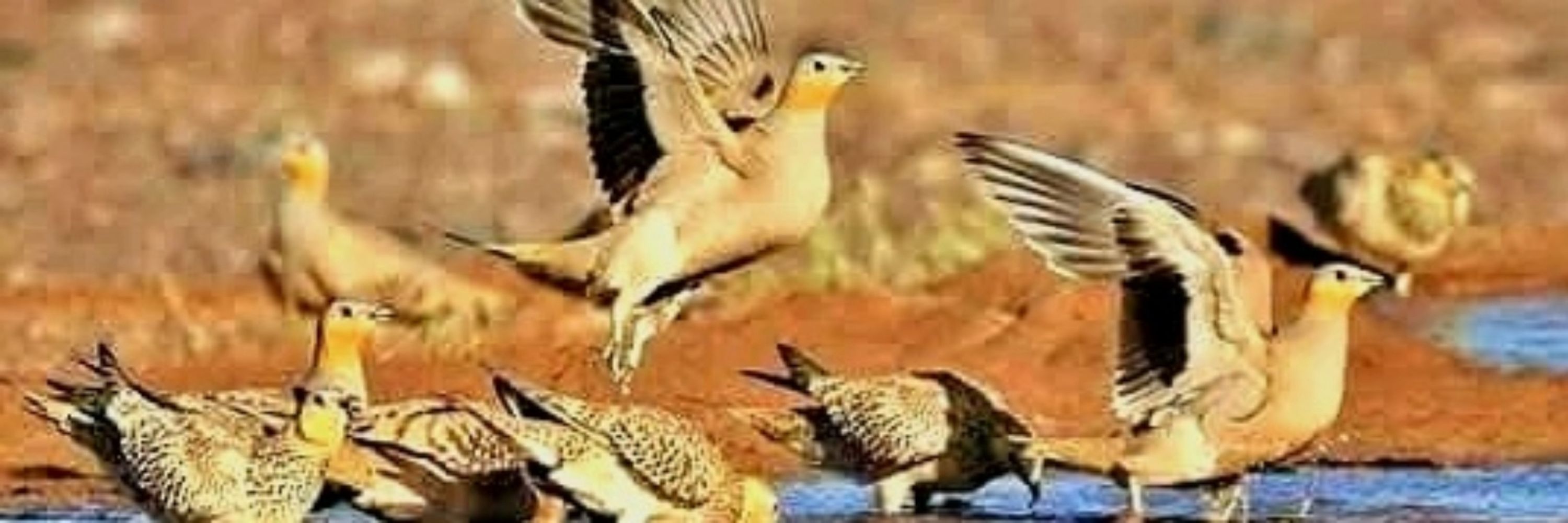 MOROCCO BIRDING TRIPS