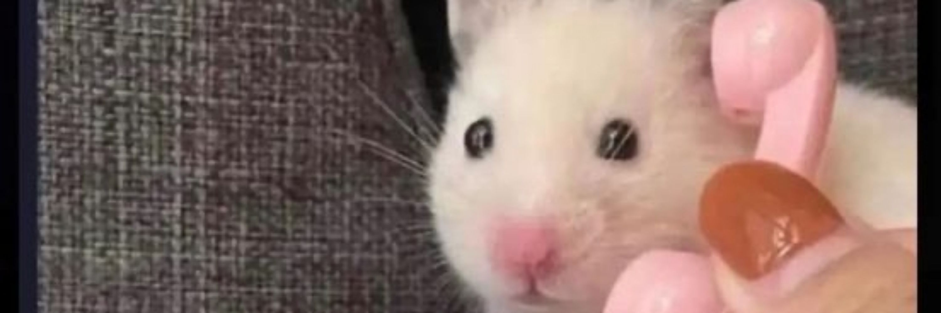 Minky ꜀(^. .^꜀  )꜆੭