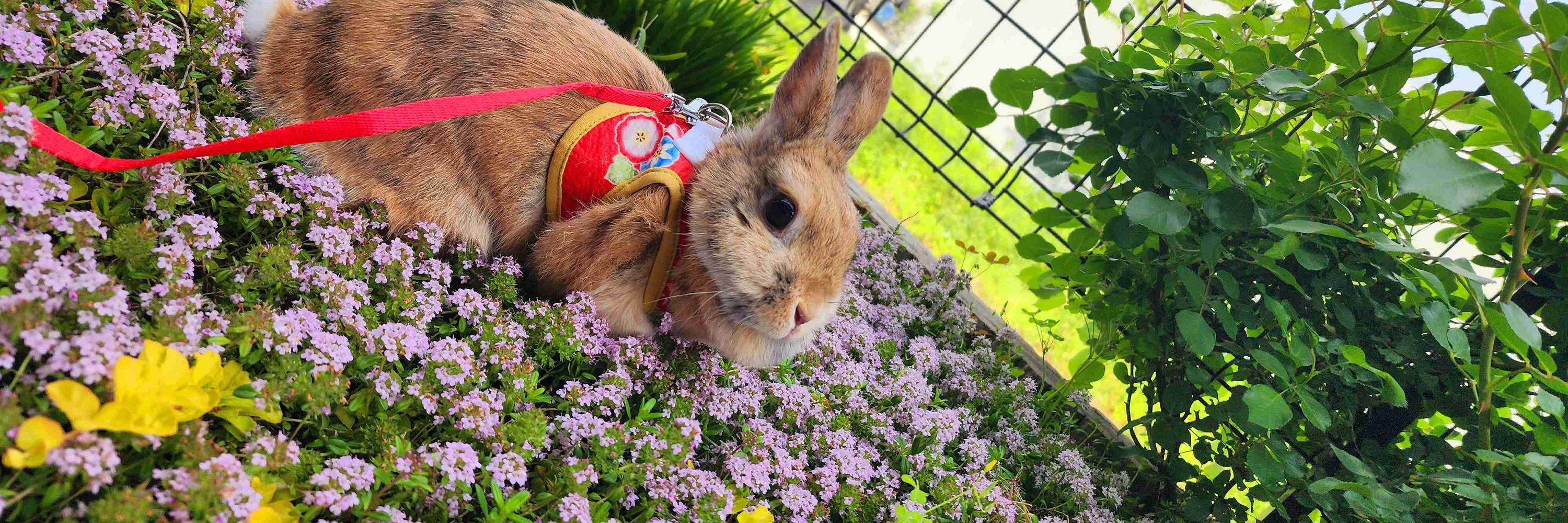 コブタ