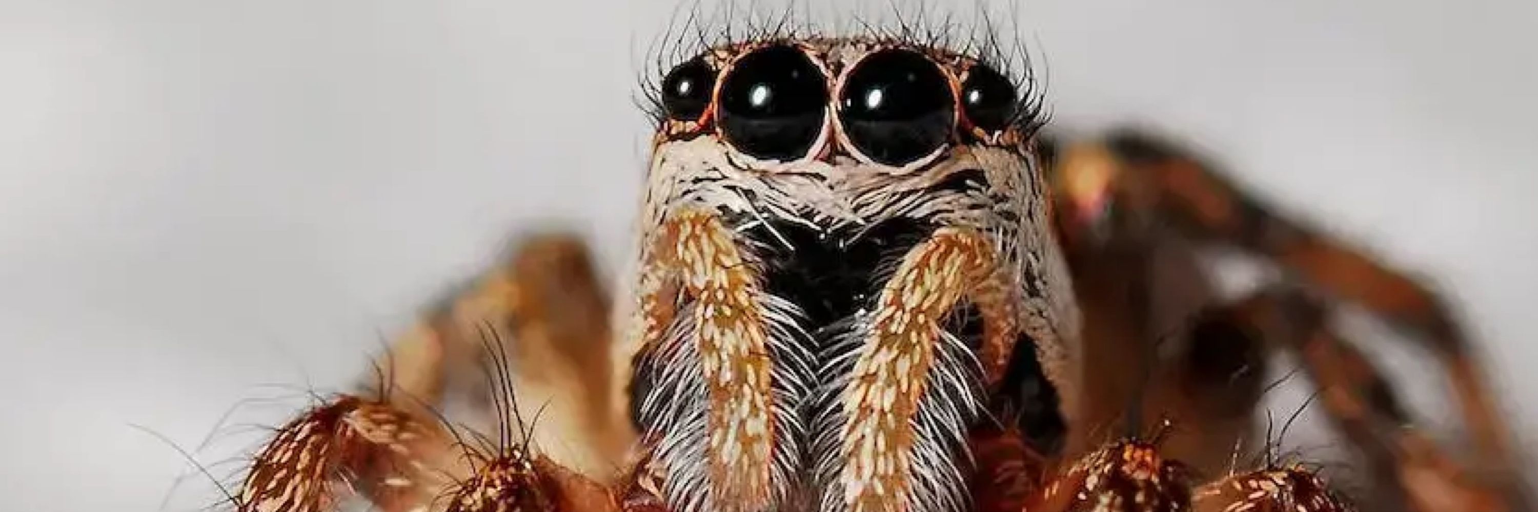 Grapespider