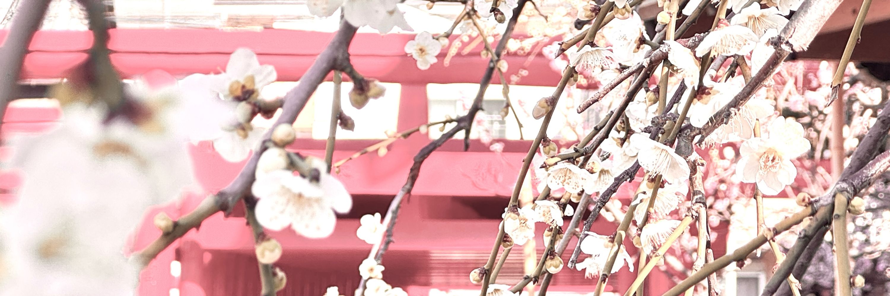 ふぅこ