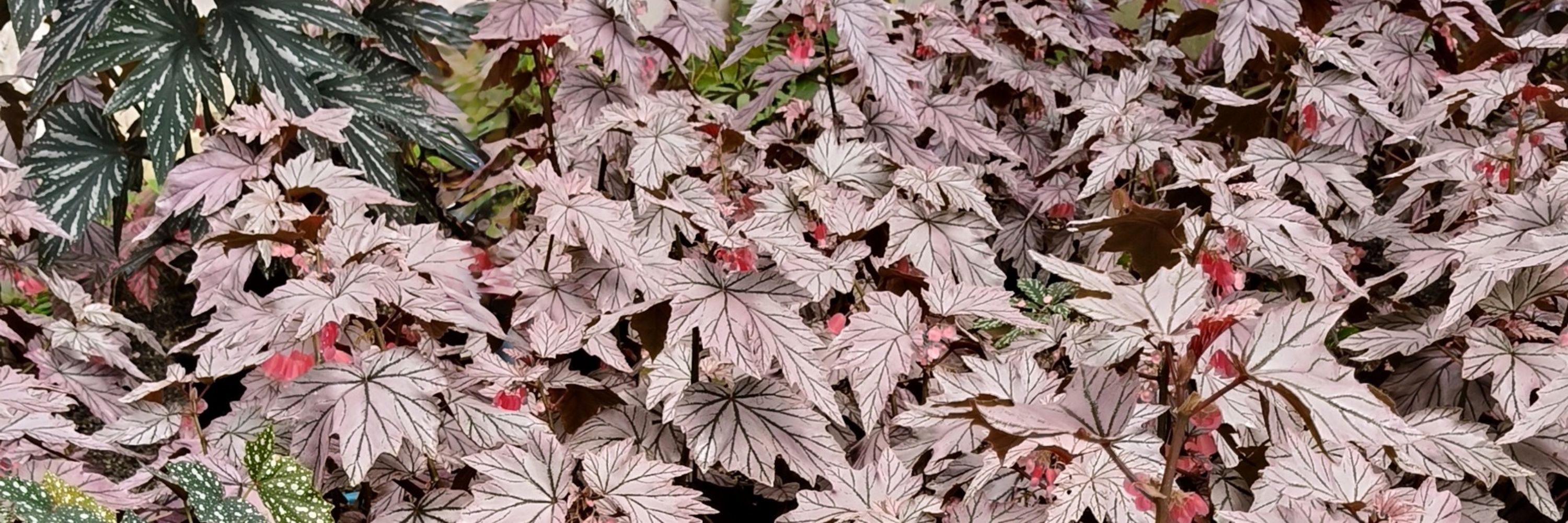 Begonia Weirdo