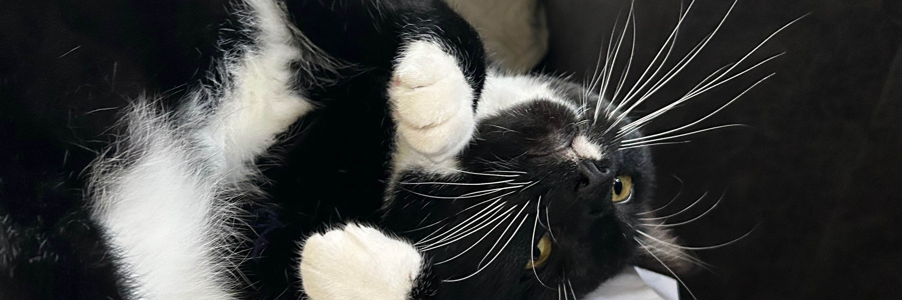 AMA Loves Salem