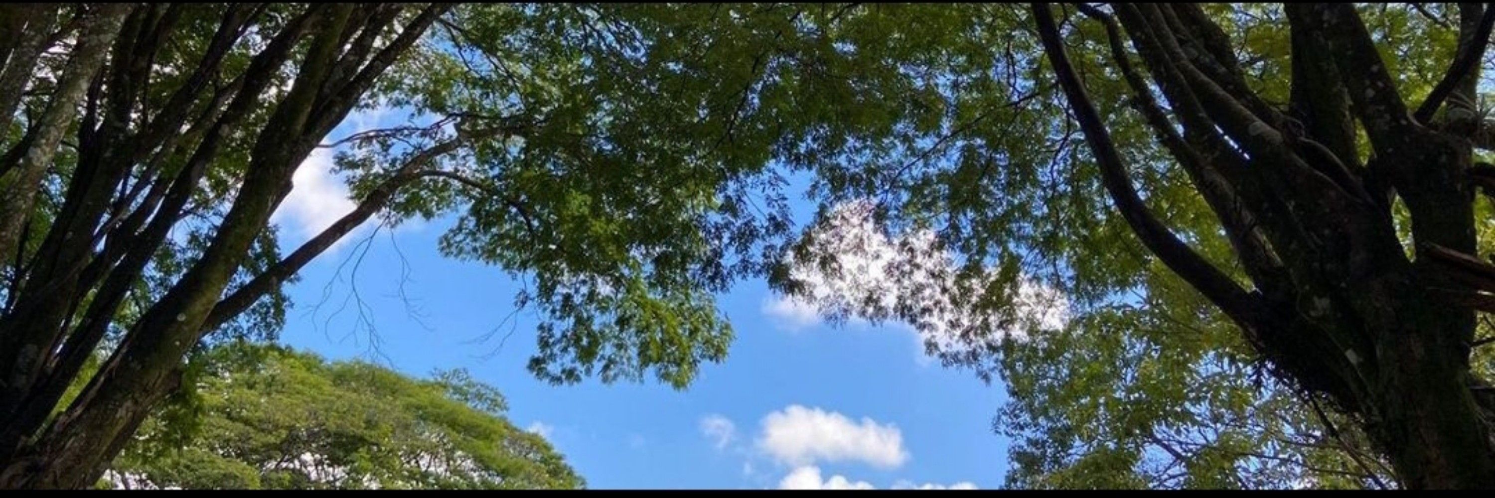 bonfim neh