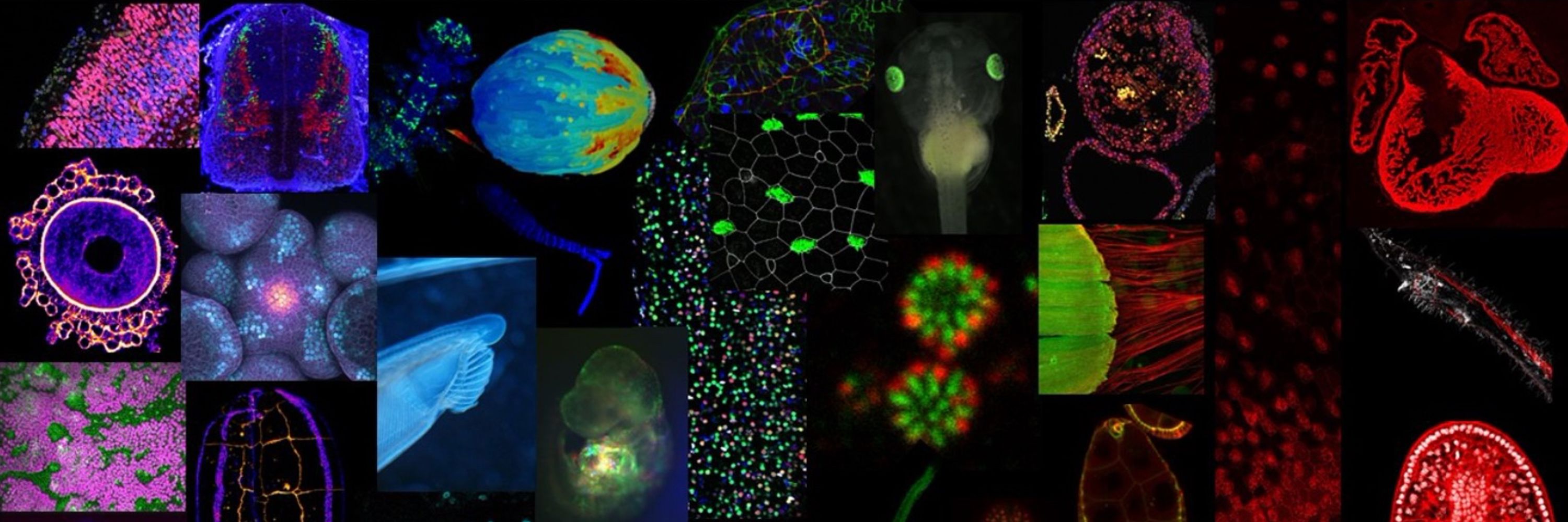 SFBD_BioDev