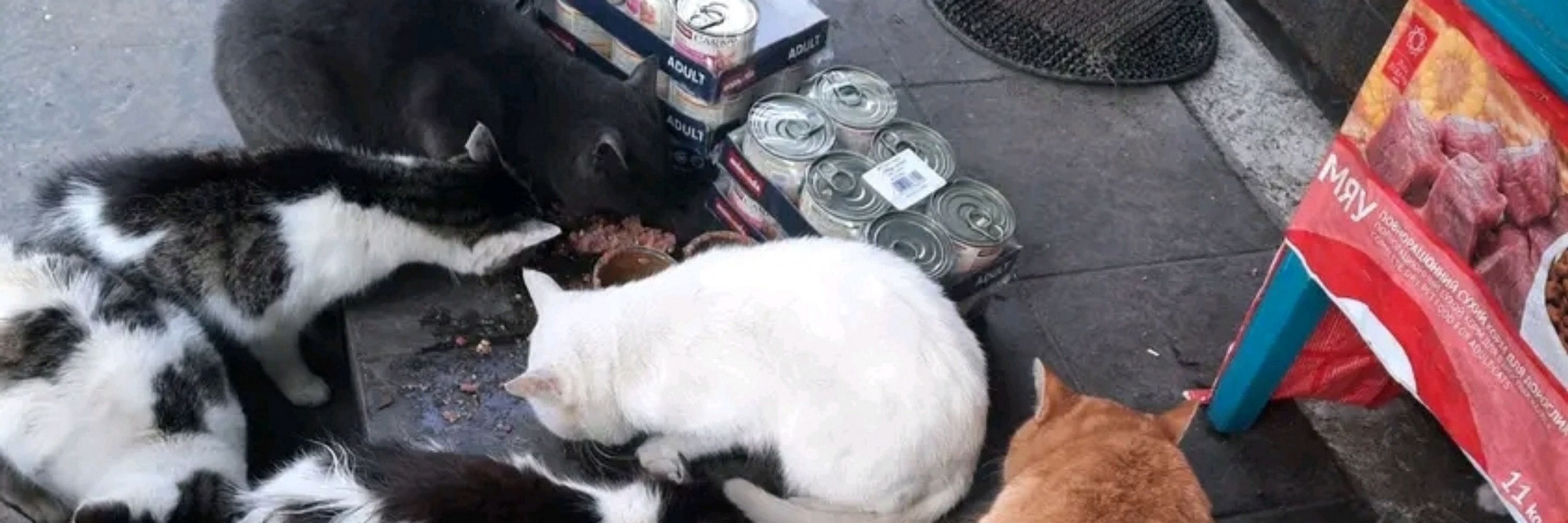 ANIMAL CARE GROUP