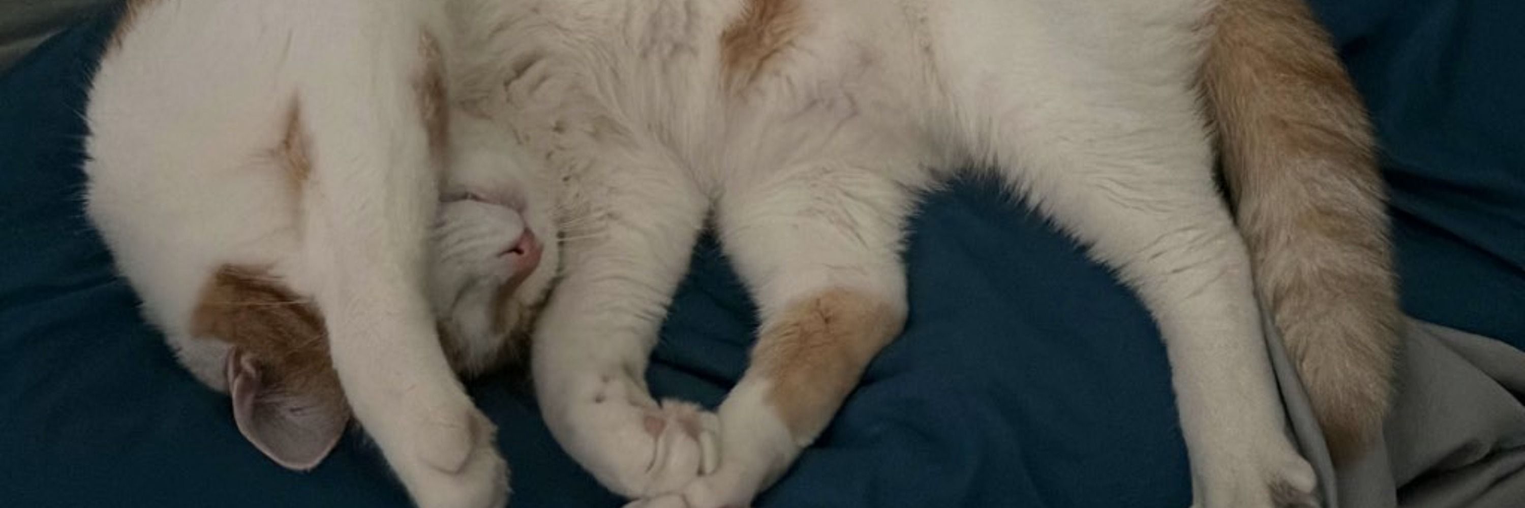 Amy is settling in