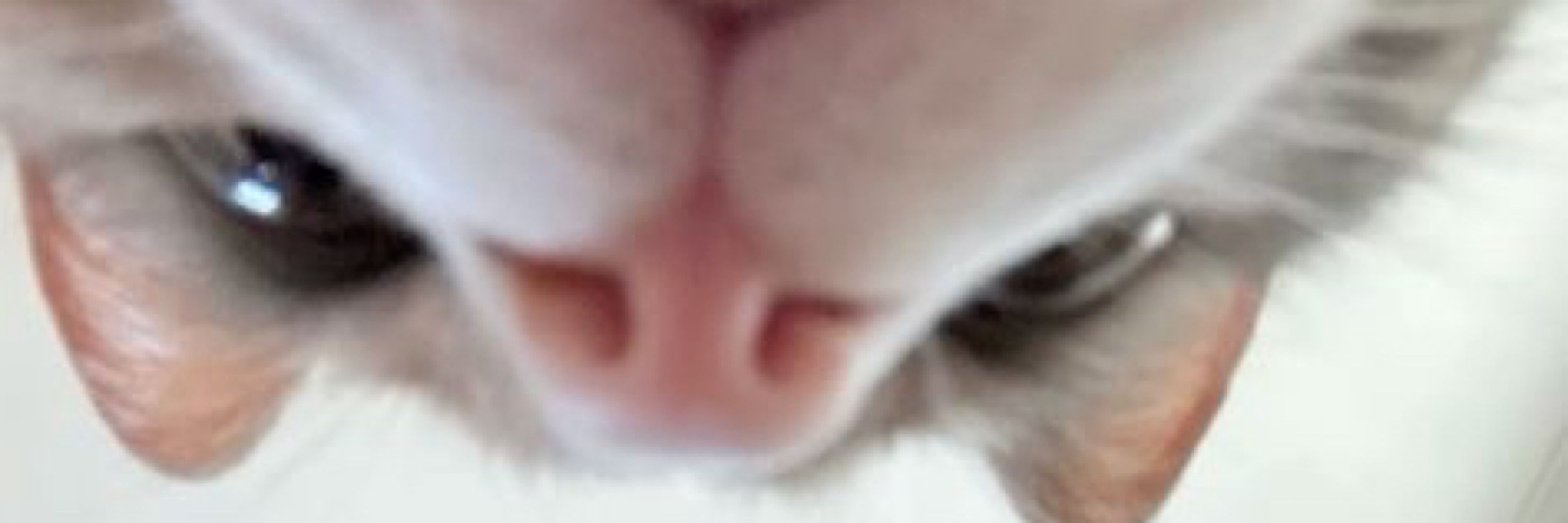 lu