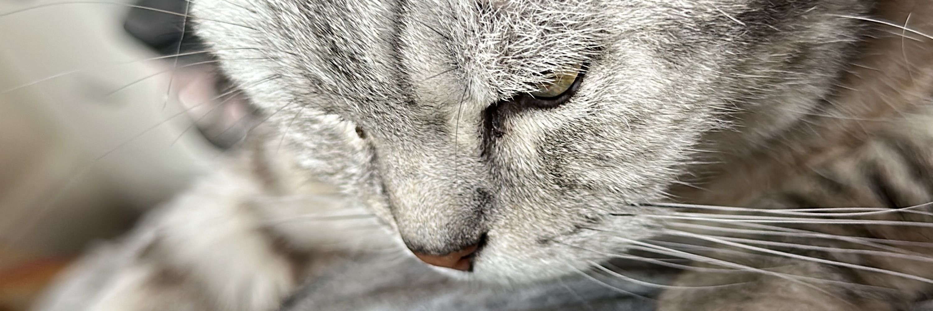 Katt