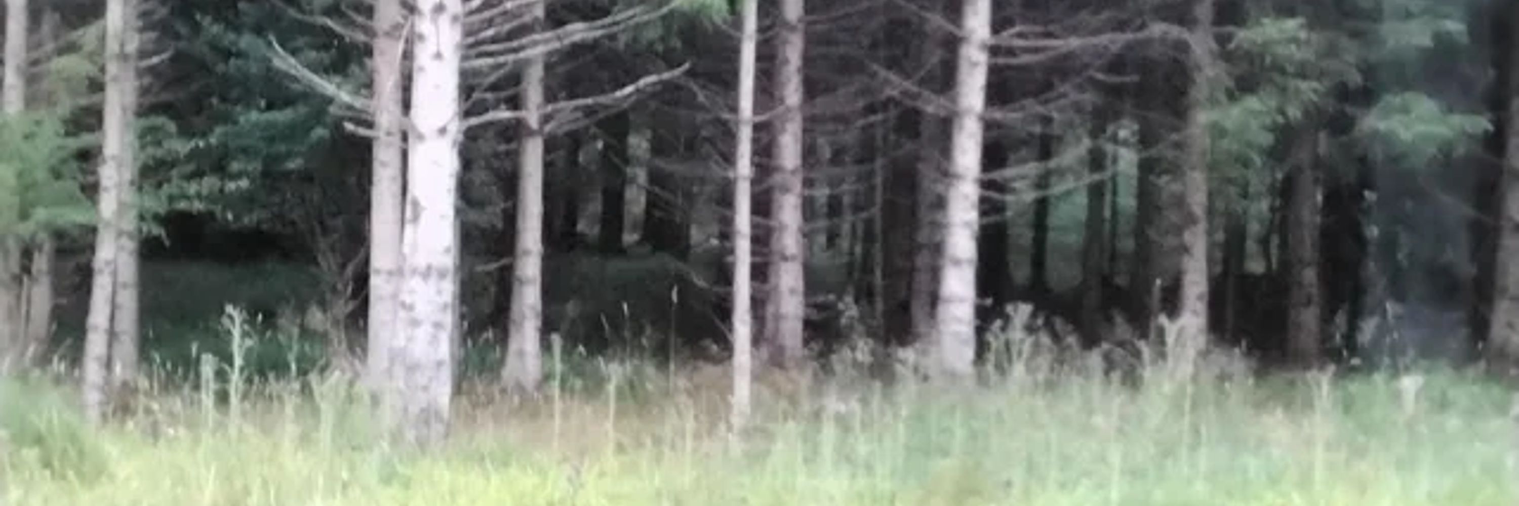 The Wild King