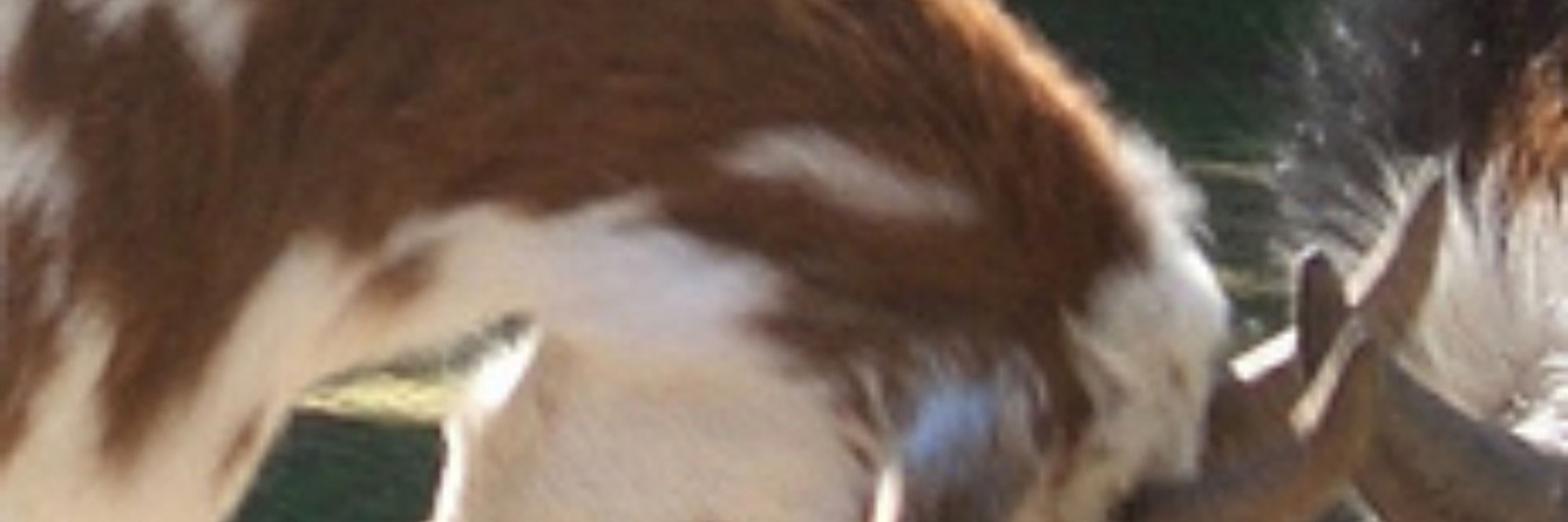 dogluxer