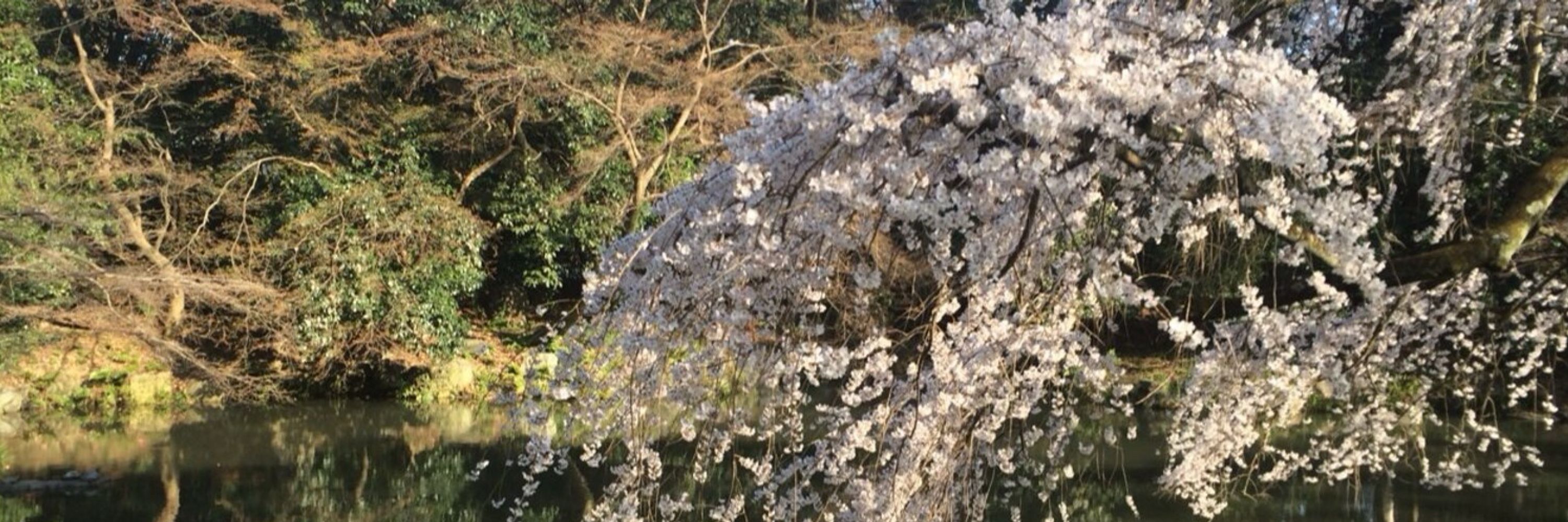 梛木（なぎ）