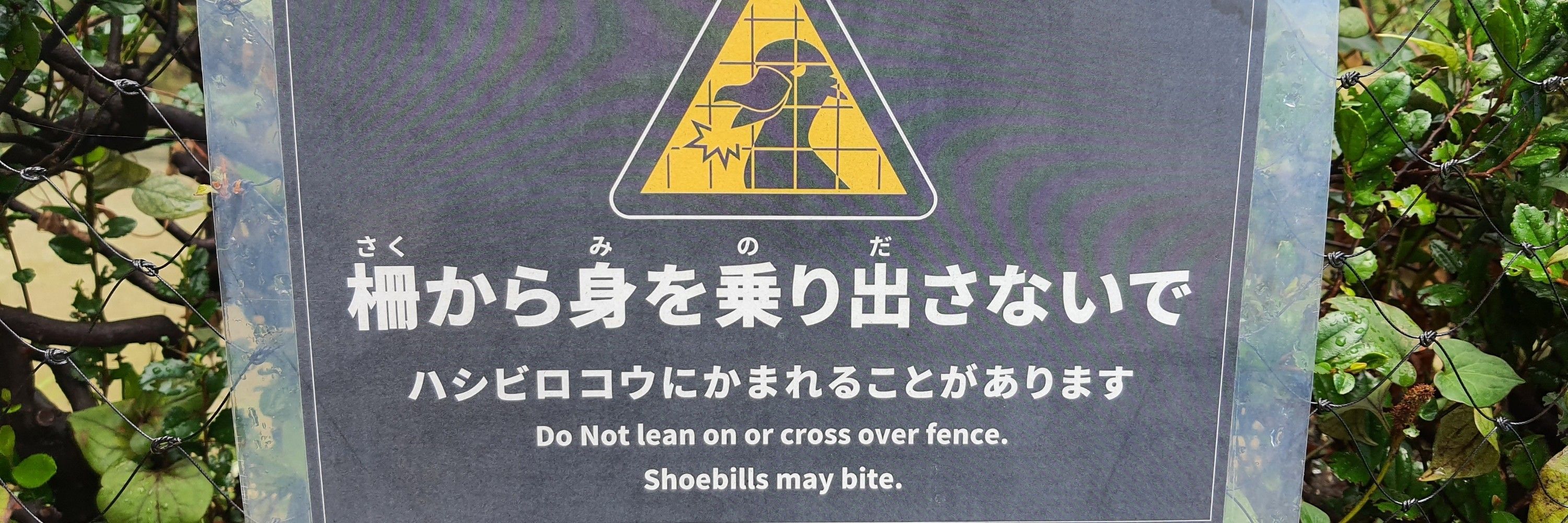 크롱