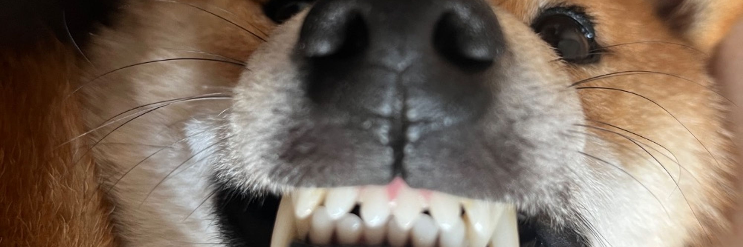 Kati