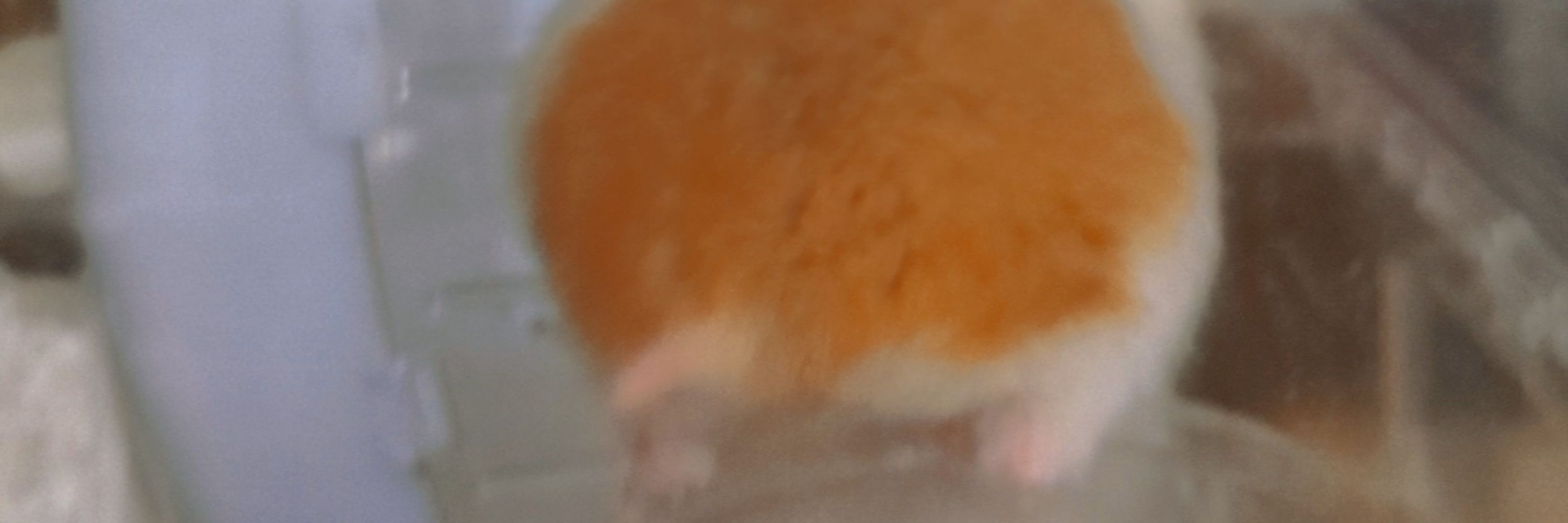 にゃむ