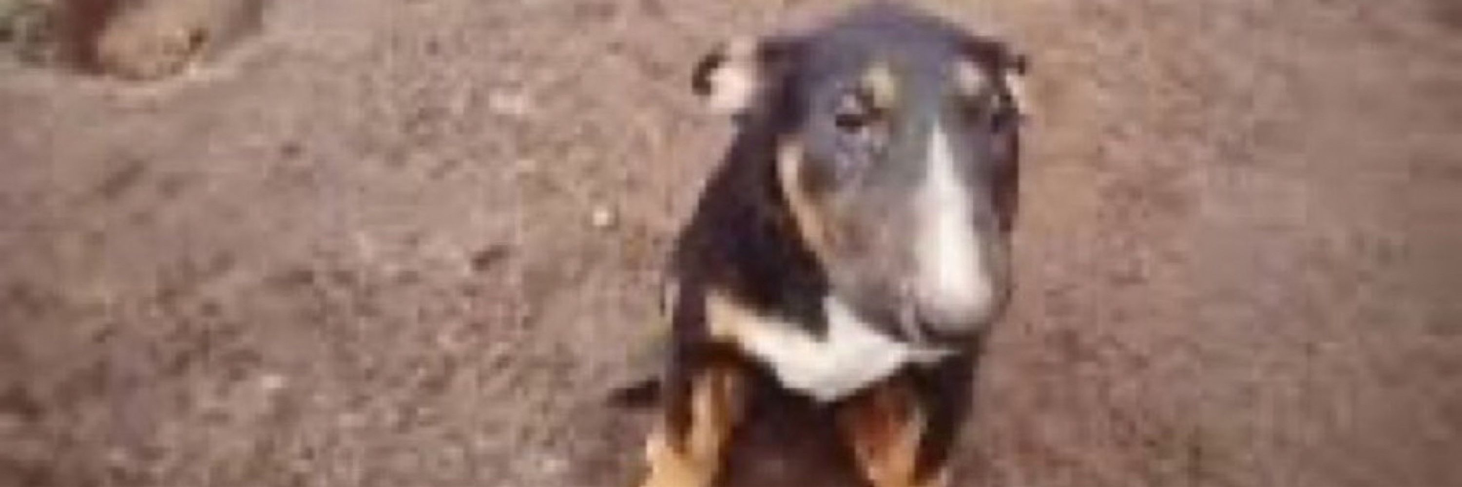 dog
