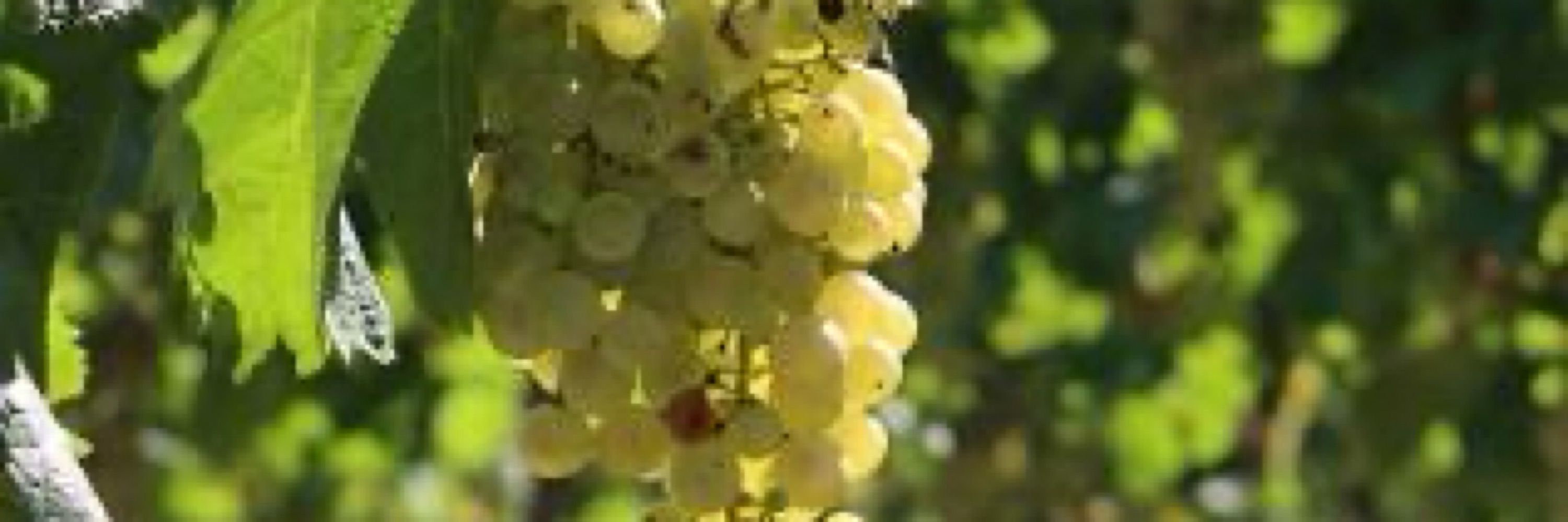 @Mariposawines.com