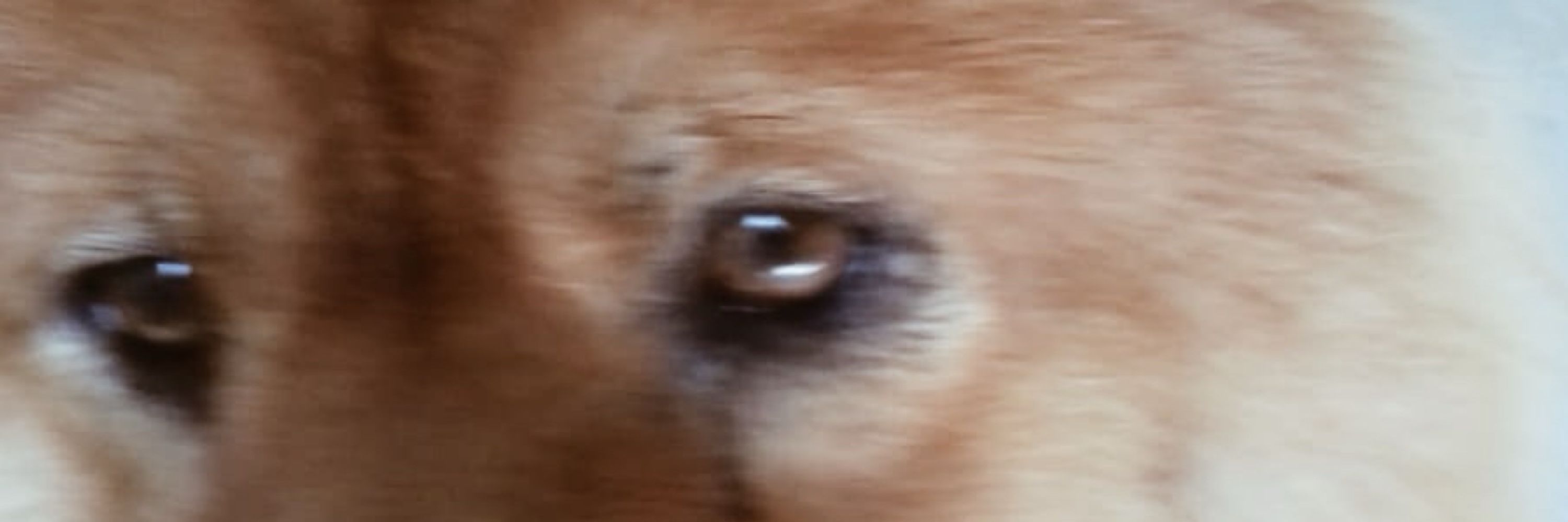 zabelli