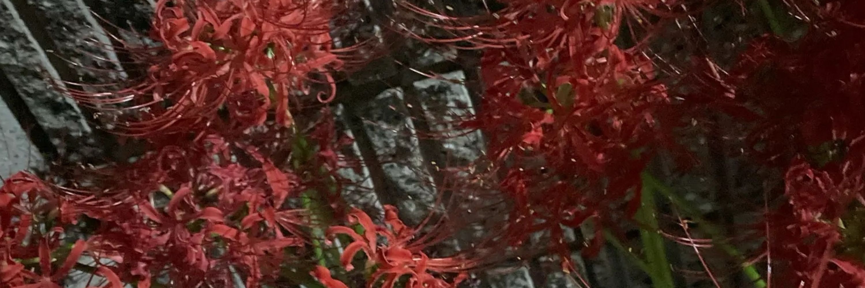 にくづめ