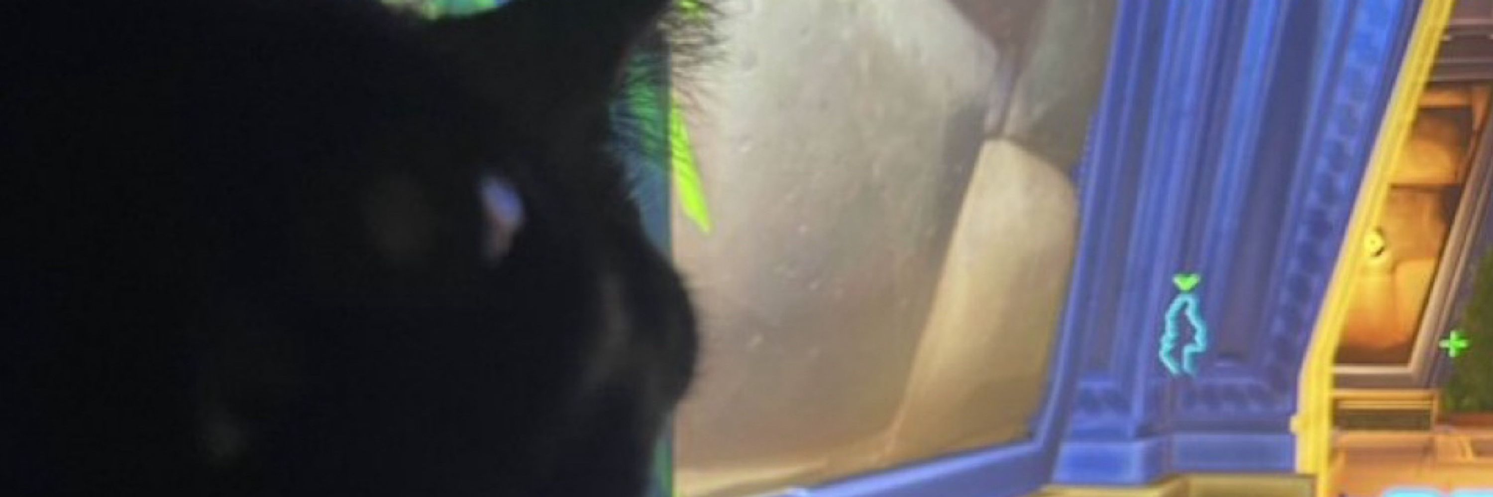 pineapulcat