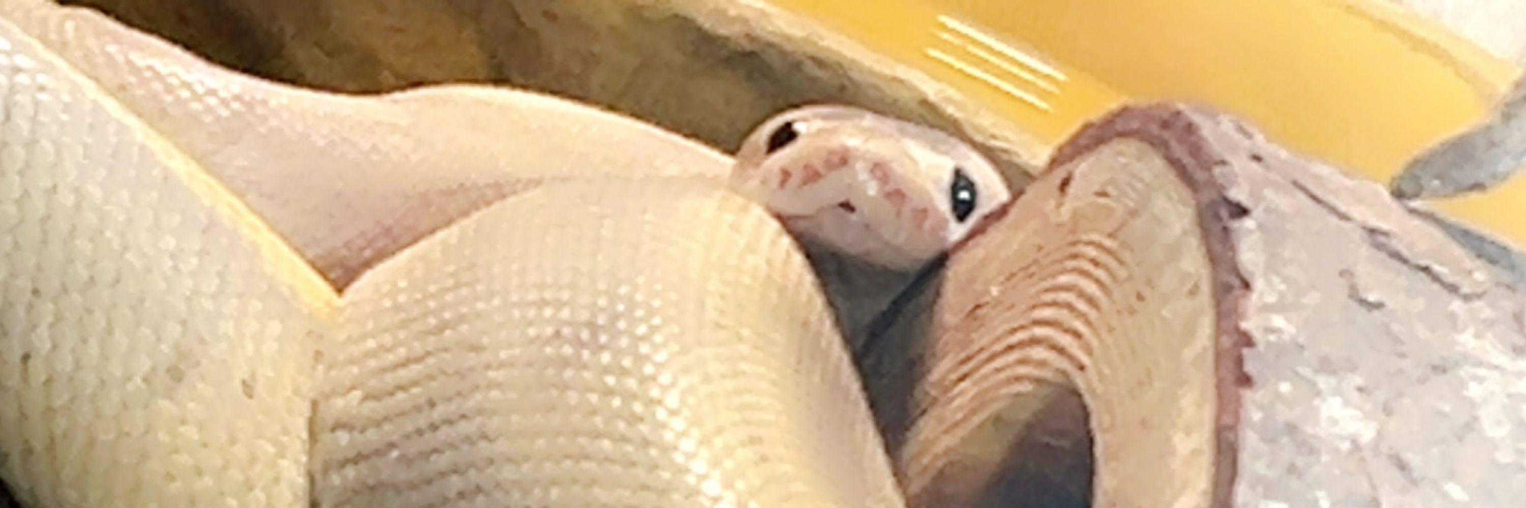 KB