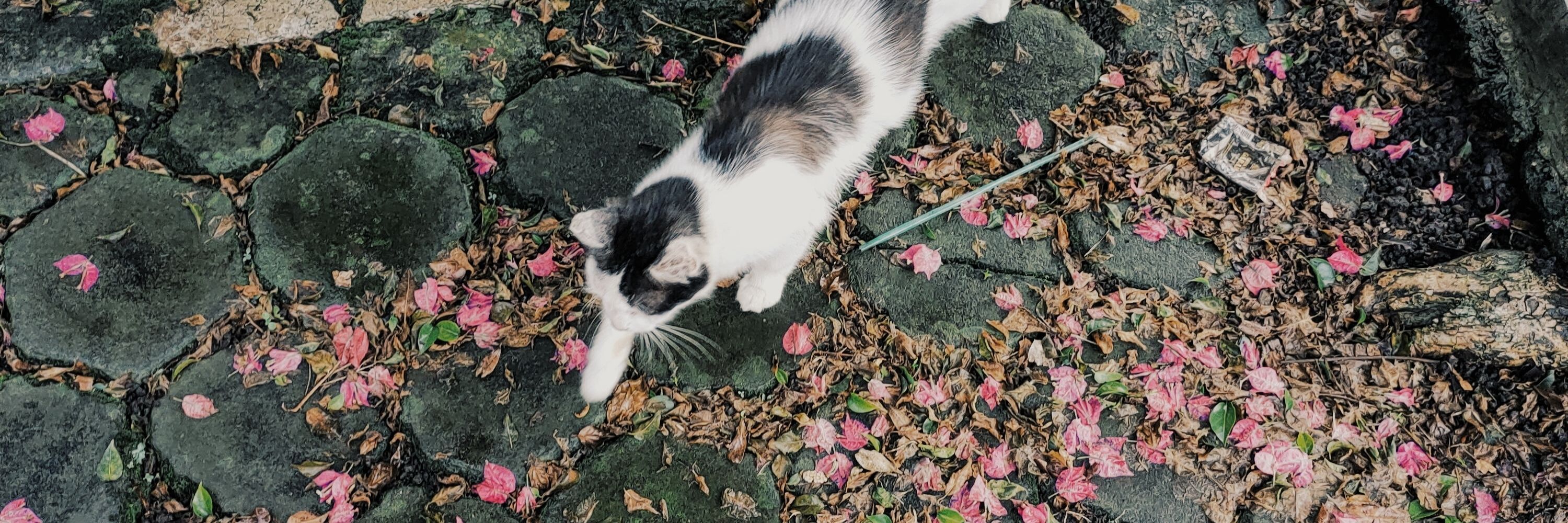 mut🍬