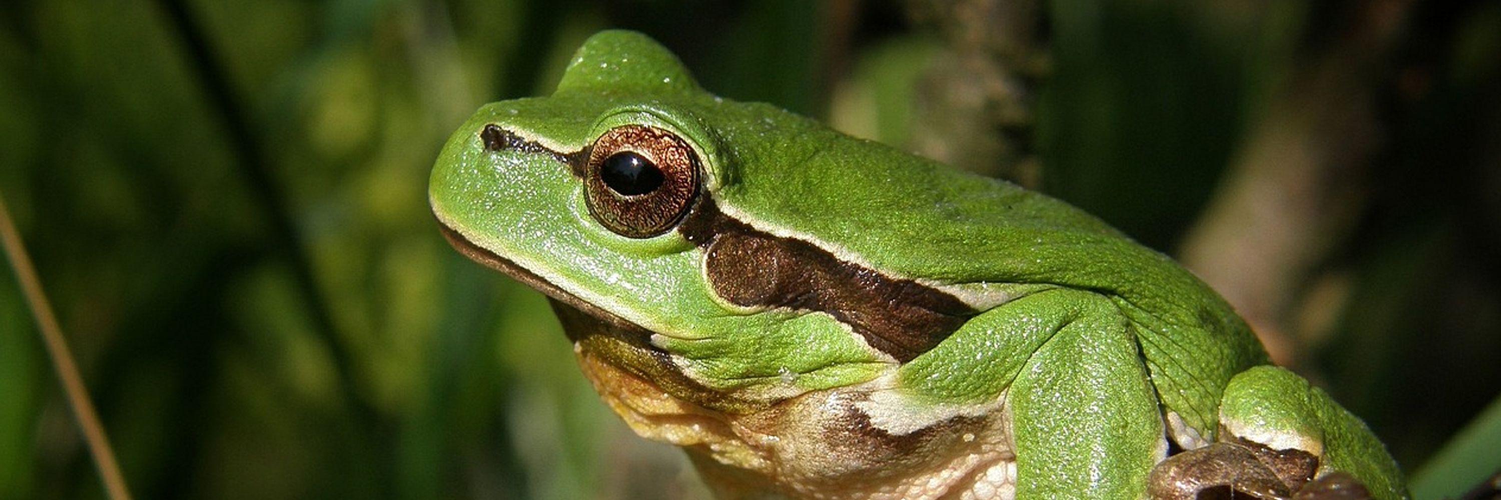 mataranas