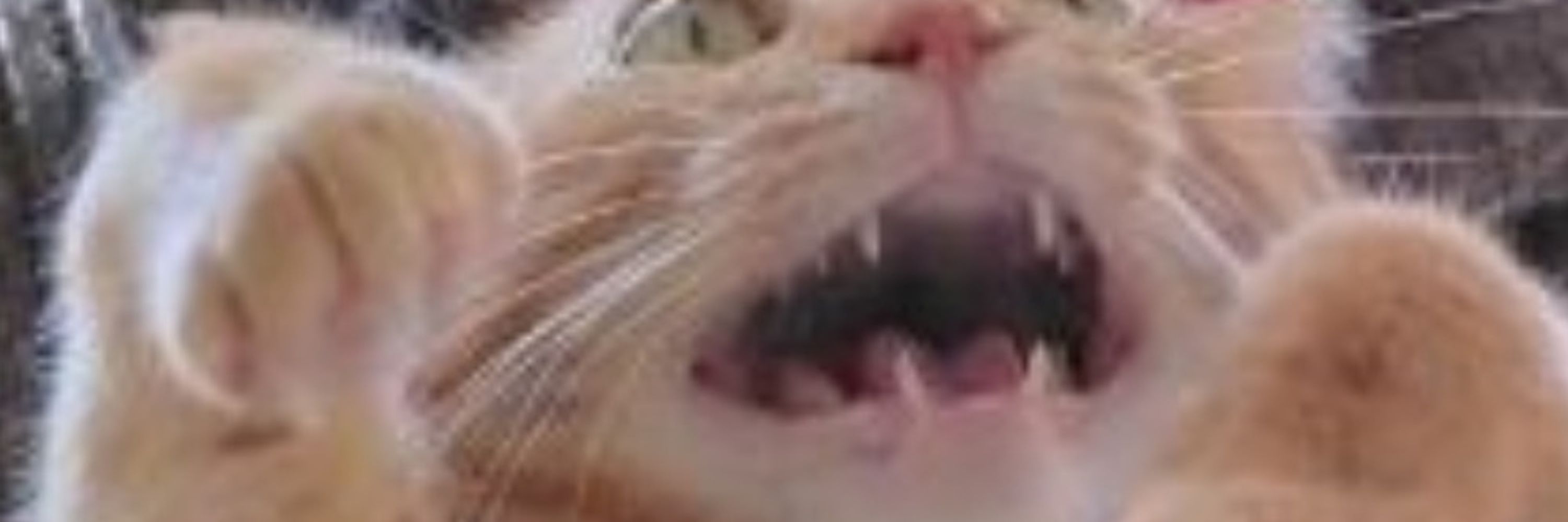 侘助