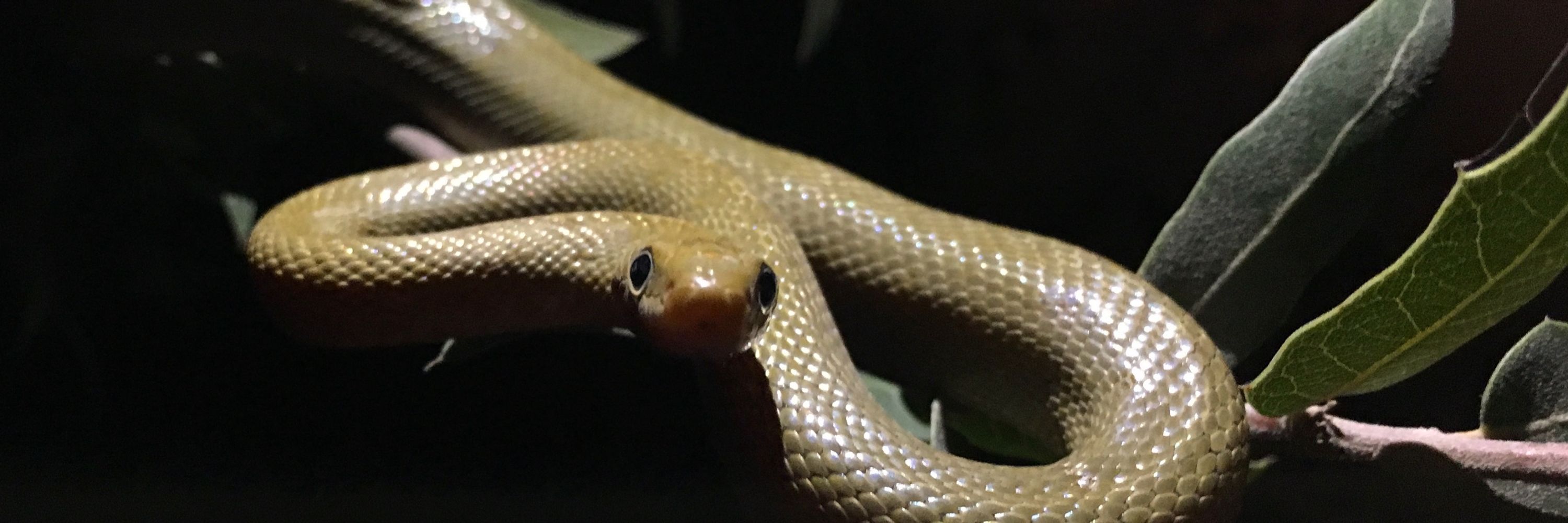 Tucson Herpetological Society