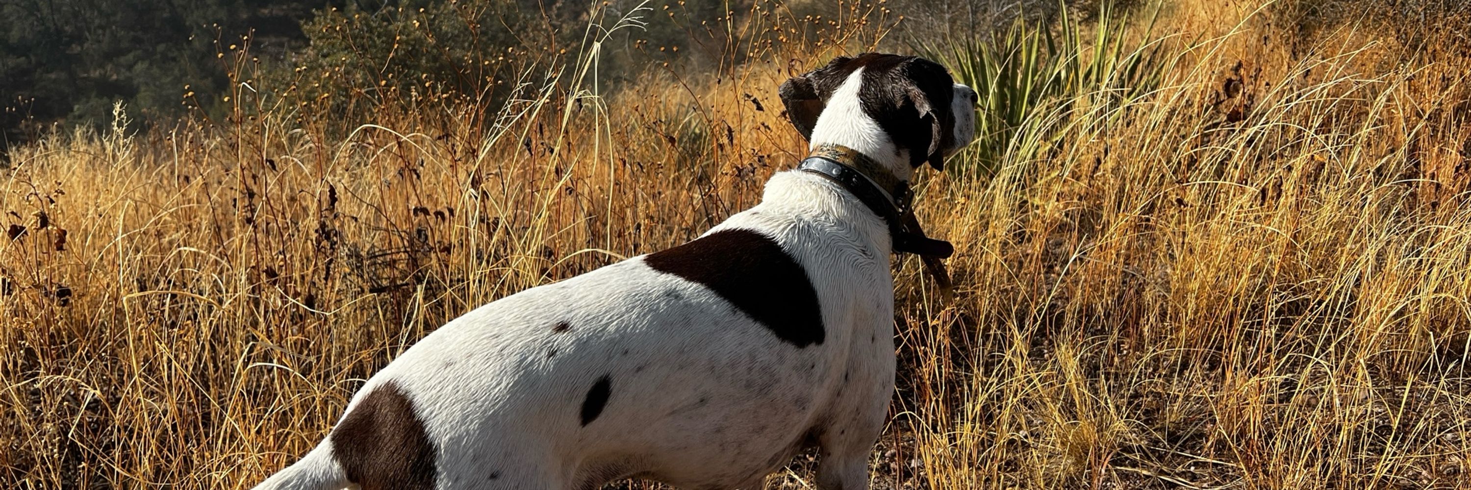 Iris the GSP