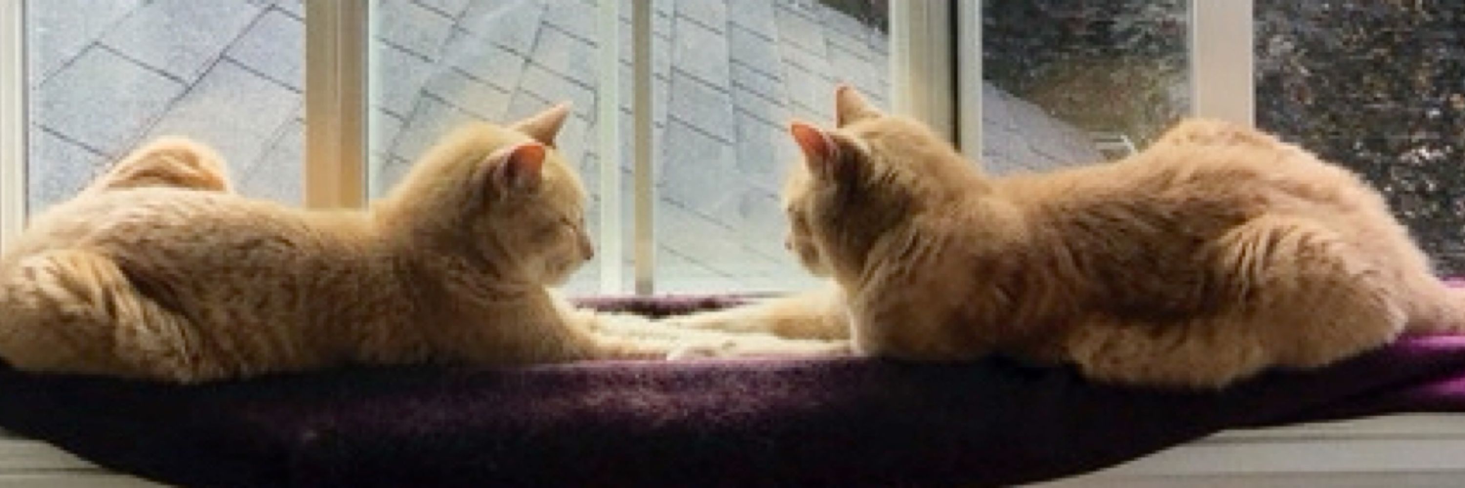 Tweety-cat