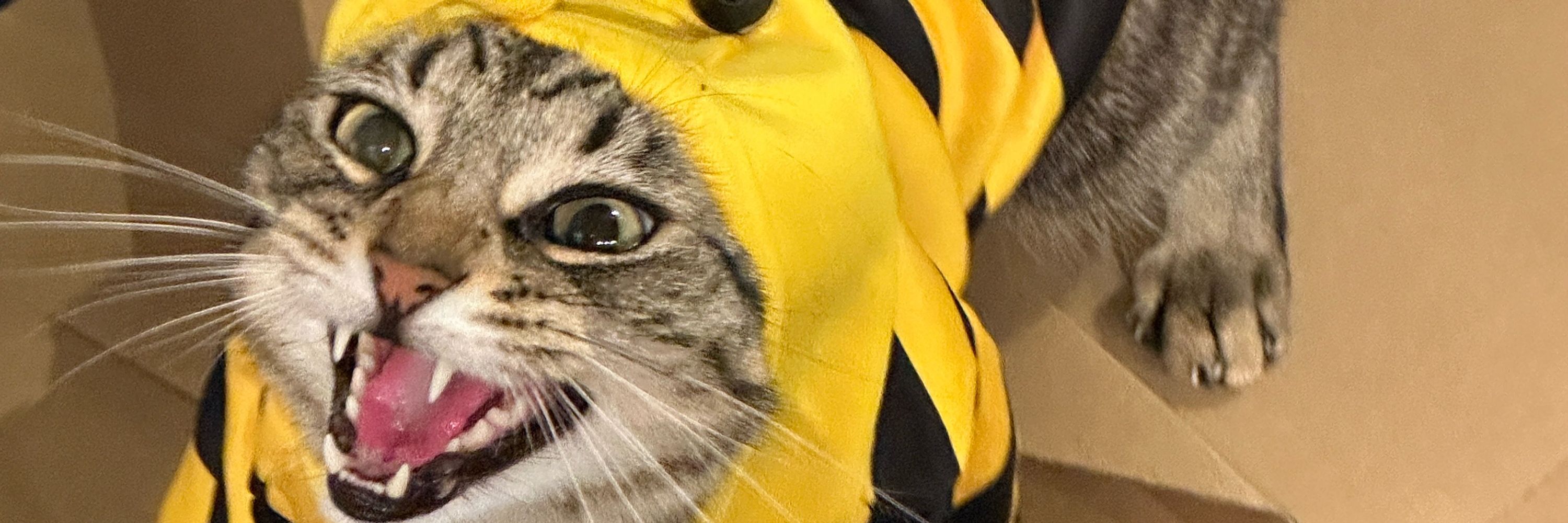 Riot Rcats