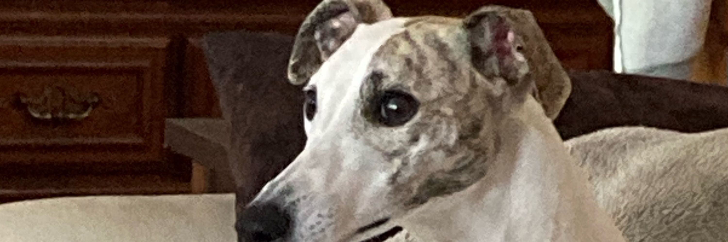 Mitch - Whippet Dad