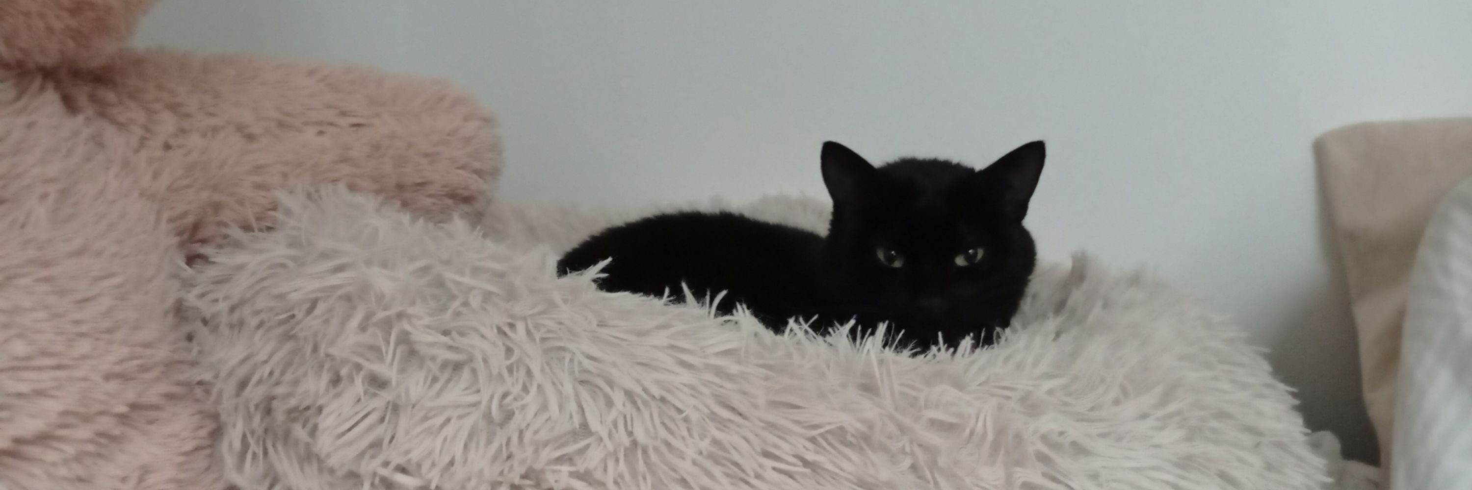 Loki