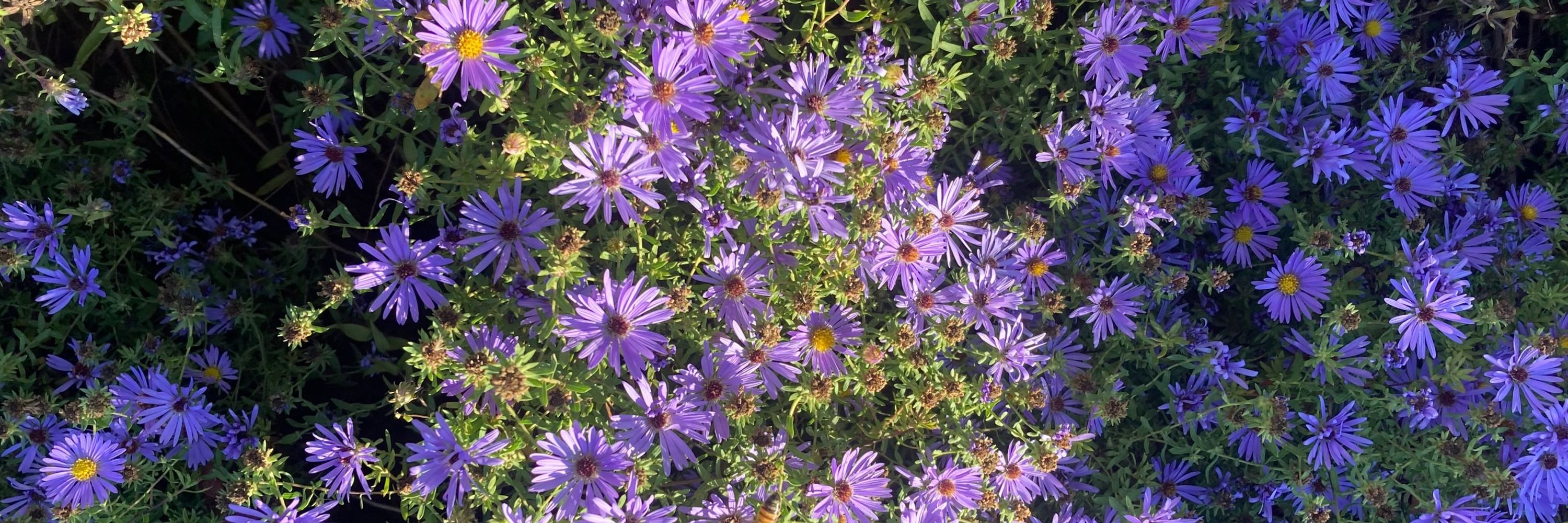 Luluca