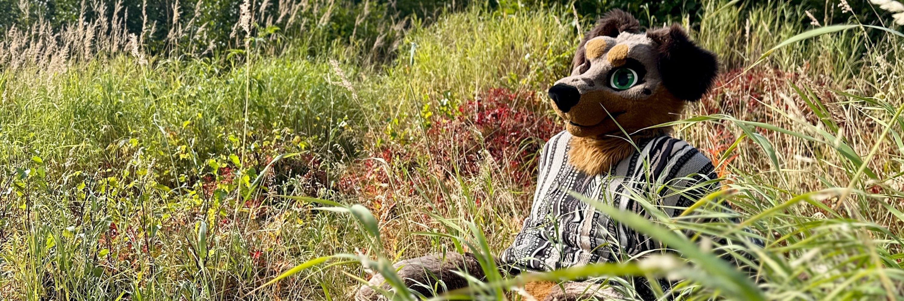 FinnTheDachshund